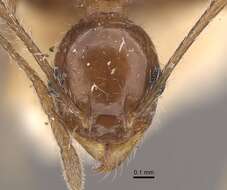 صورة Pheidole longiscapa Forel 1901