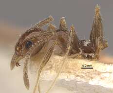 صورة Pheidole longiscapa Forel 1901