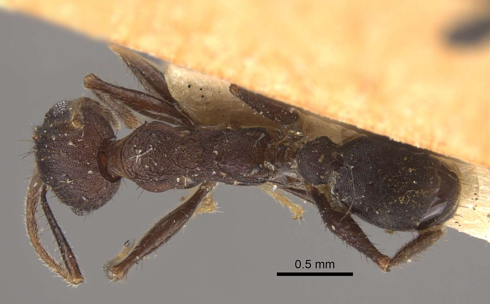 Image of Pheidole spathifera Forel 1902