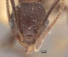 Image of Pheidole spathifera Forel 1902