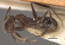 Image of Pheidole spathifera Forel 1902