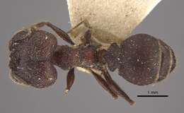 Image of Pheidole spathifera Forel 1902