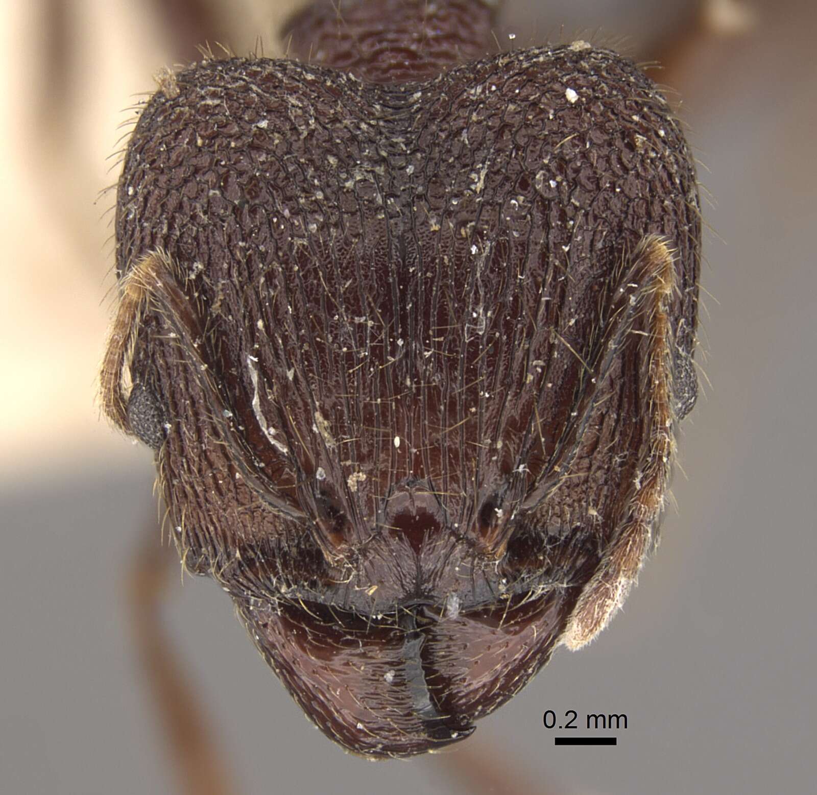 Image of Pheidole spathifera Forel 1902