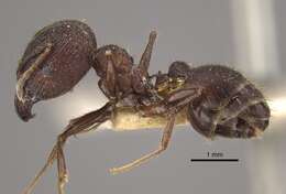 Image of Pheidole spathifera Forel 1902