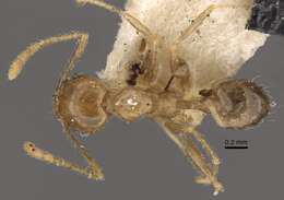 Image of Pheidole squalida Santschi 1910