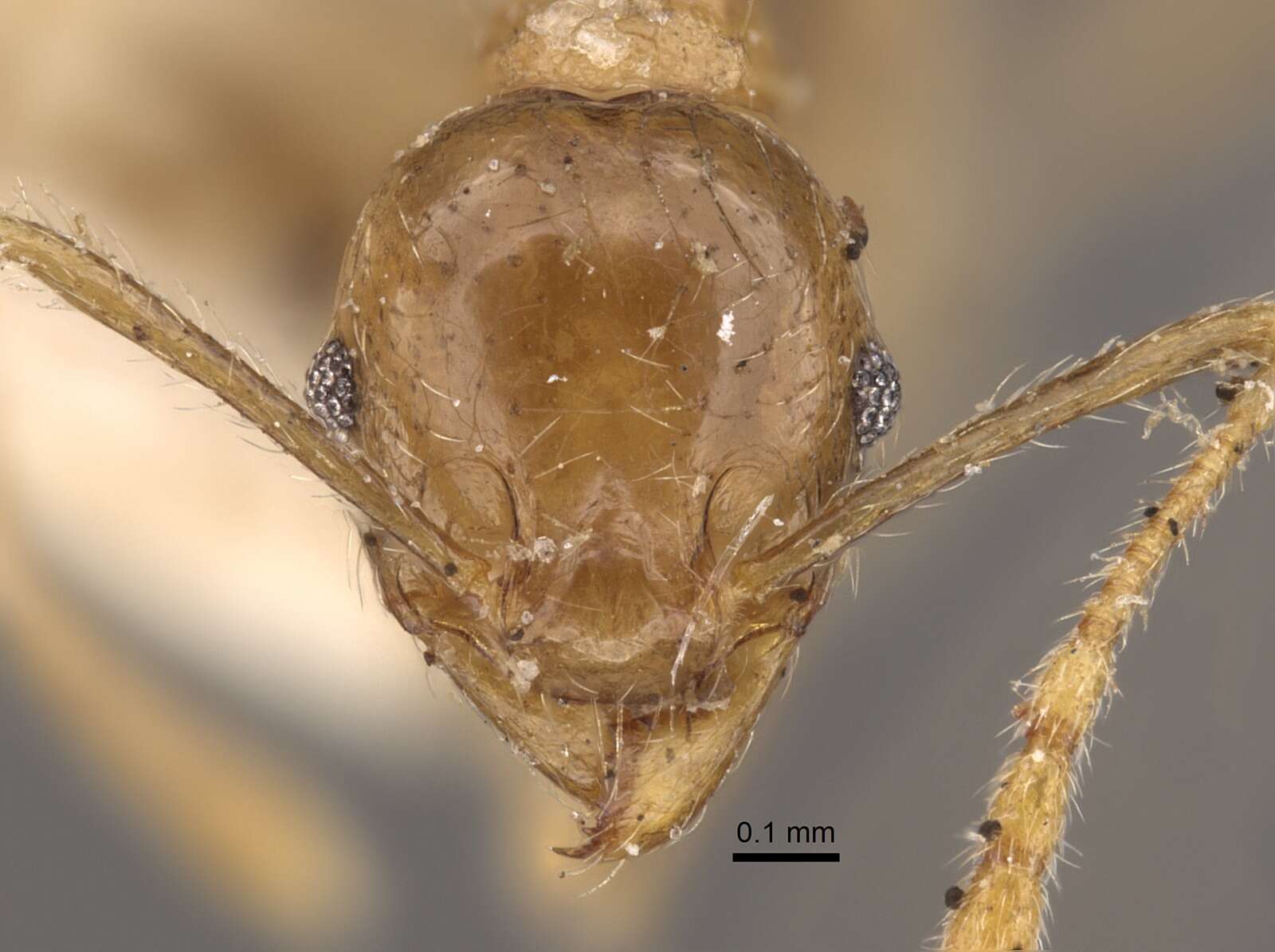 Image of Pheidole squalida Santschi 1910