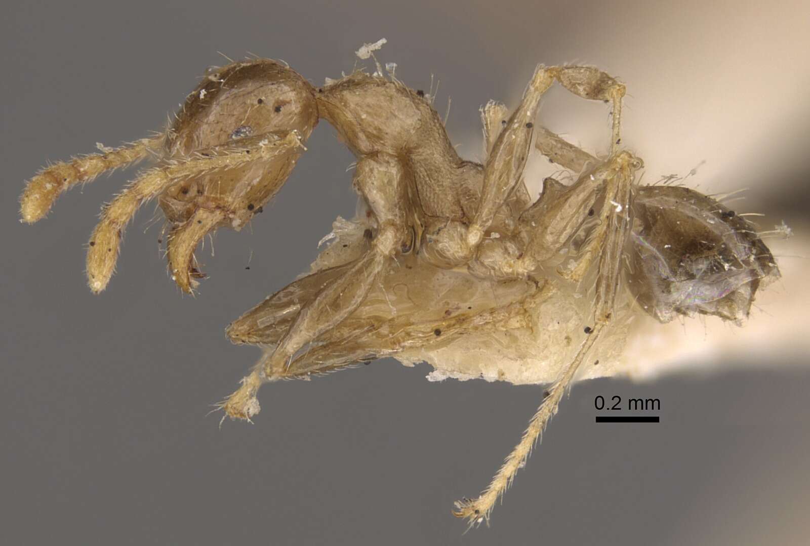 Image of Pheidole squalida Santschi 1910