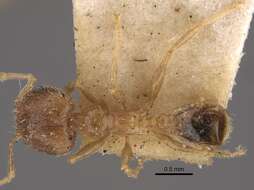 Image of Pheidole squalida Santschi 1910