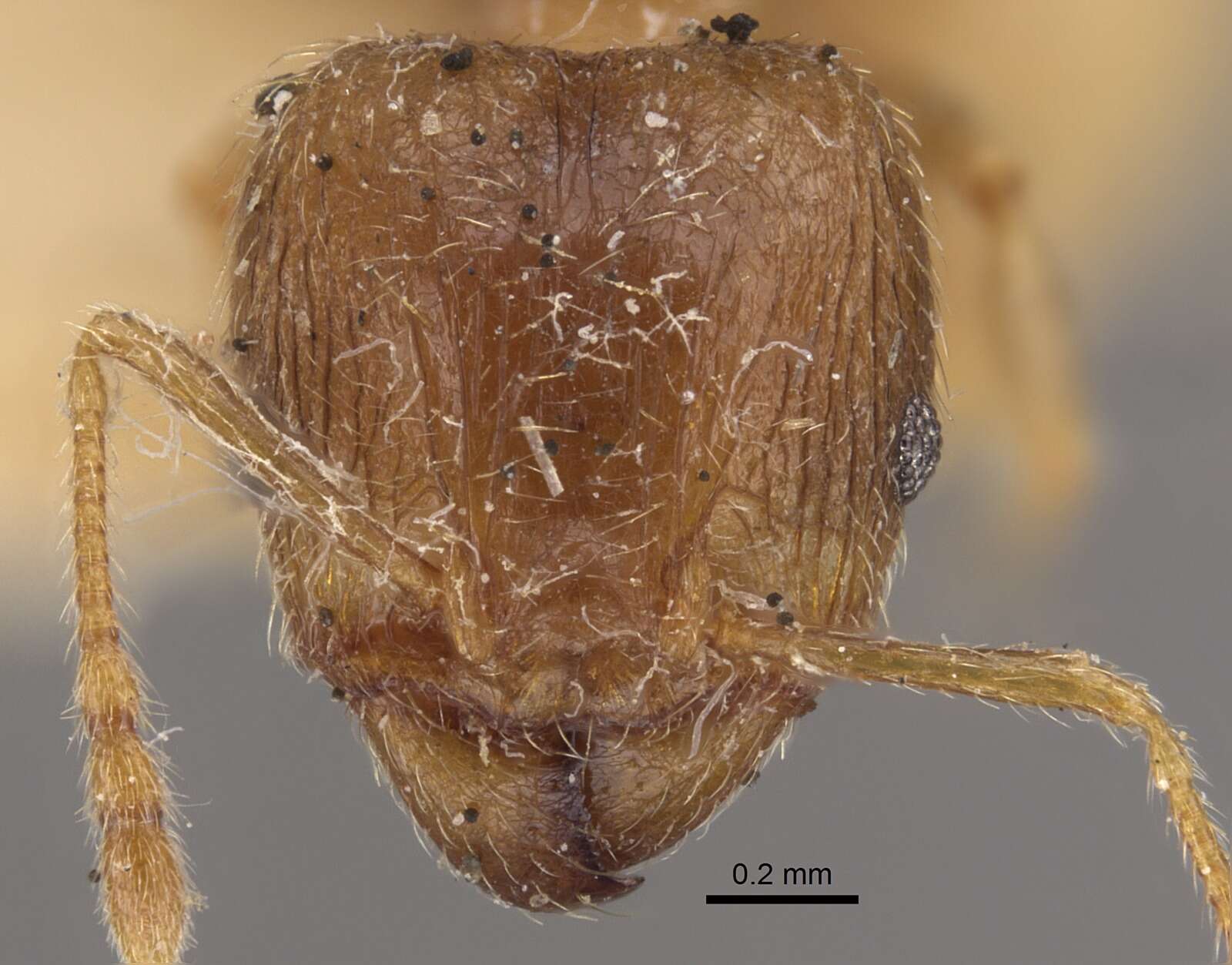 Image of Pheidole squalida Santschi 1910