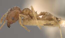 Image of Pheidole squalida Santschi 1910