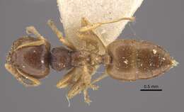 Image of Crematogaster rugosior Santschi 1910