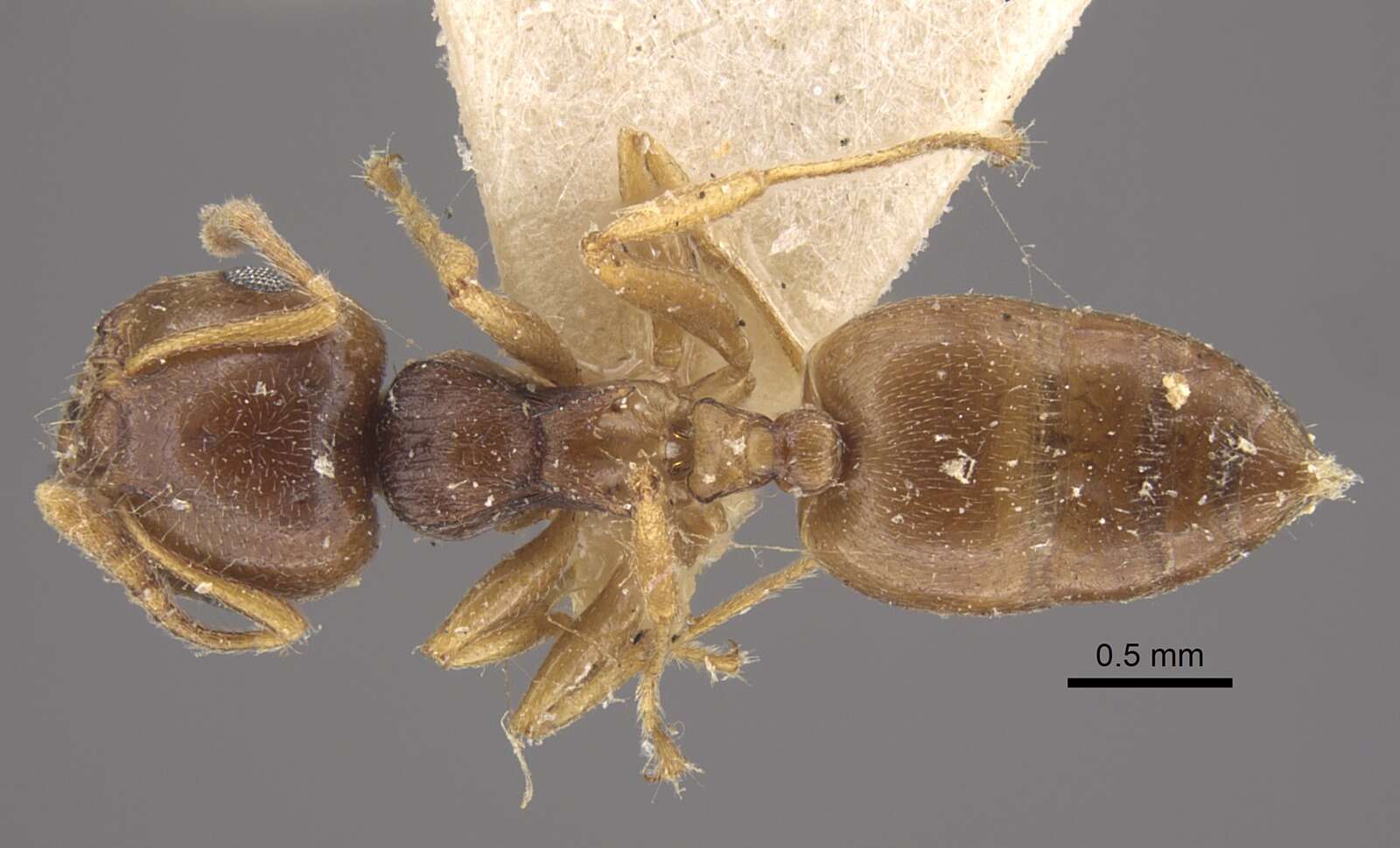 Image of Crematogaster rugosior Santschi 1910