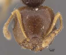 Image of Crematogaster rugosior Santschi 1910