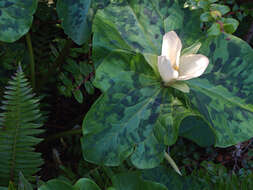 Imagem de Trillium chloropetalum (Torr.) Howell