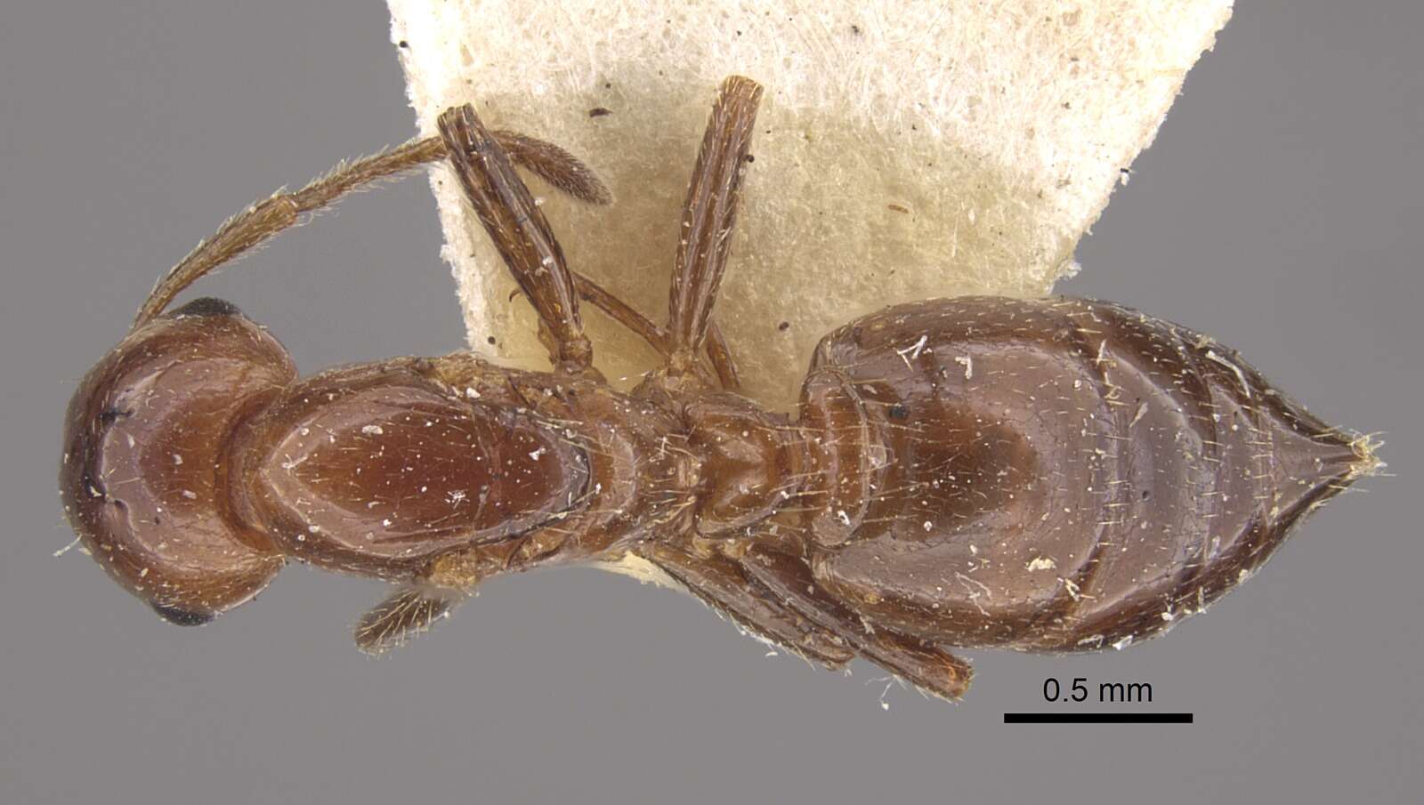 Crematogaster aberrans Forel 1892 resmi