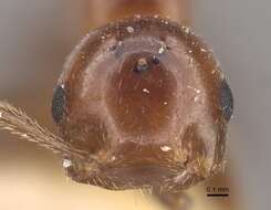 Crematogaster aberrans Forel 1892 resmi