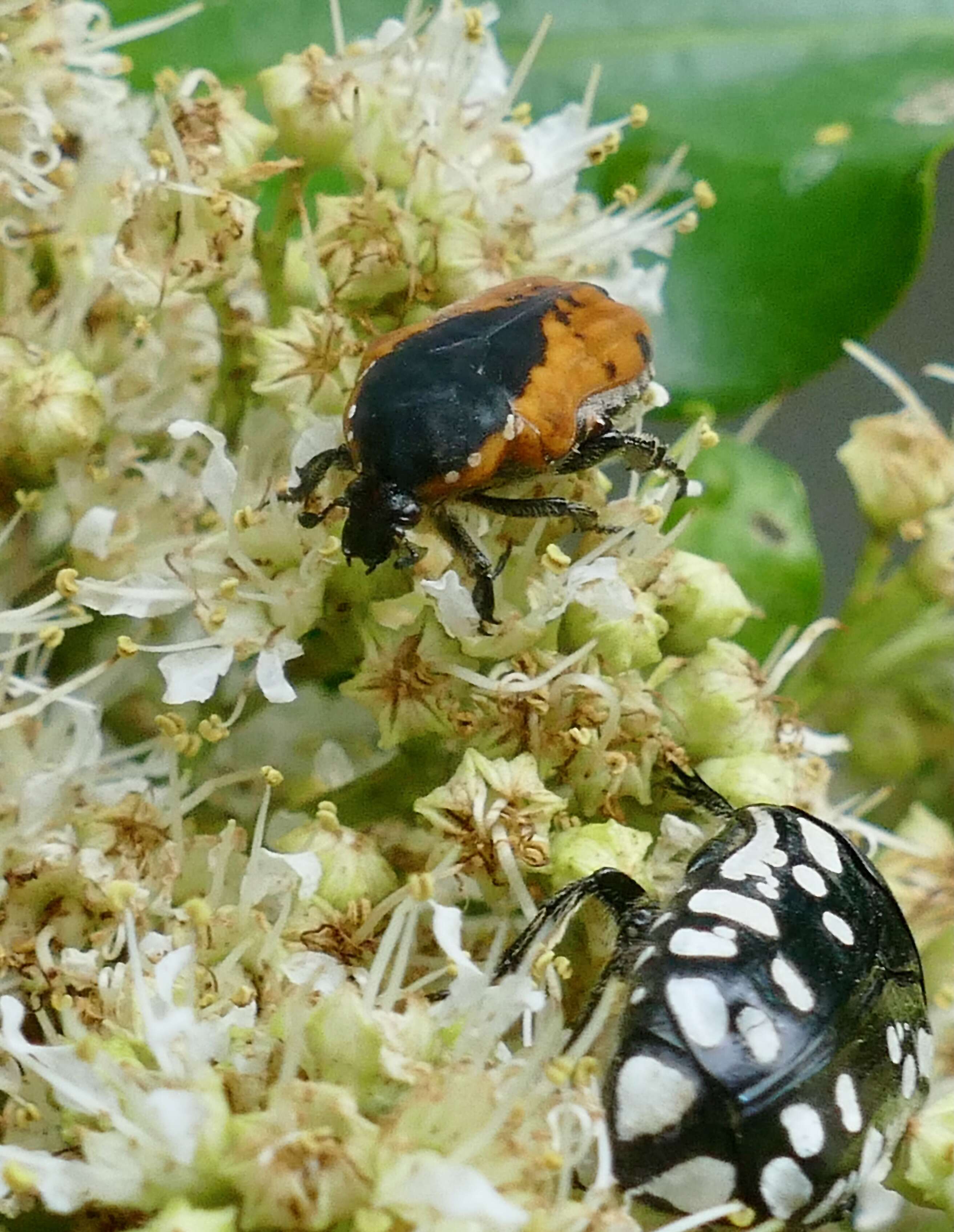 Image of Dolichostethus levis (Janson 1877)