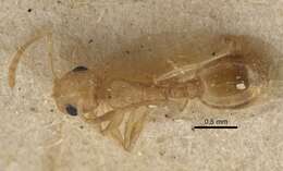 Image of Temnothorax naeviventris