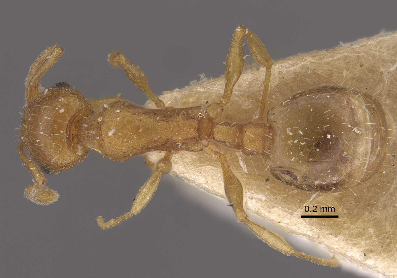 Image de Temnothorax tebessae