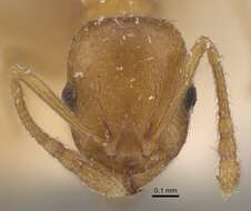 Image de Temnothorax tebessae