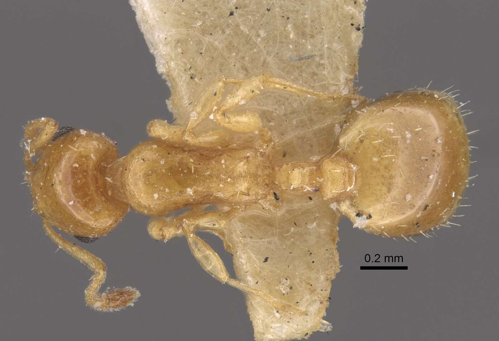 Image de Temnothorax tebessae