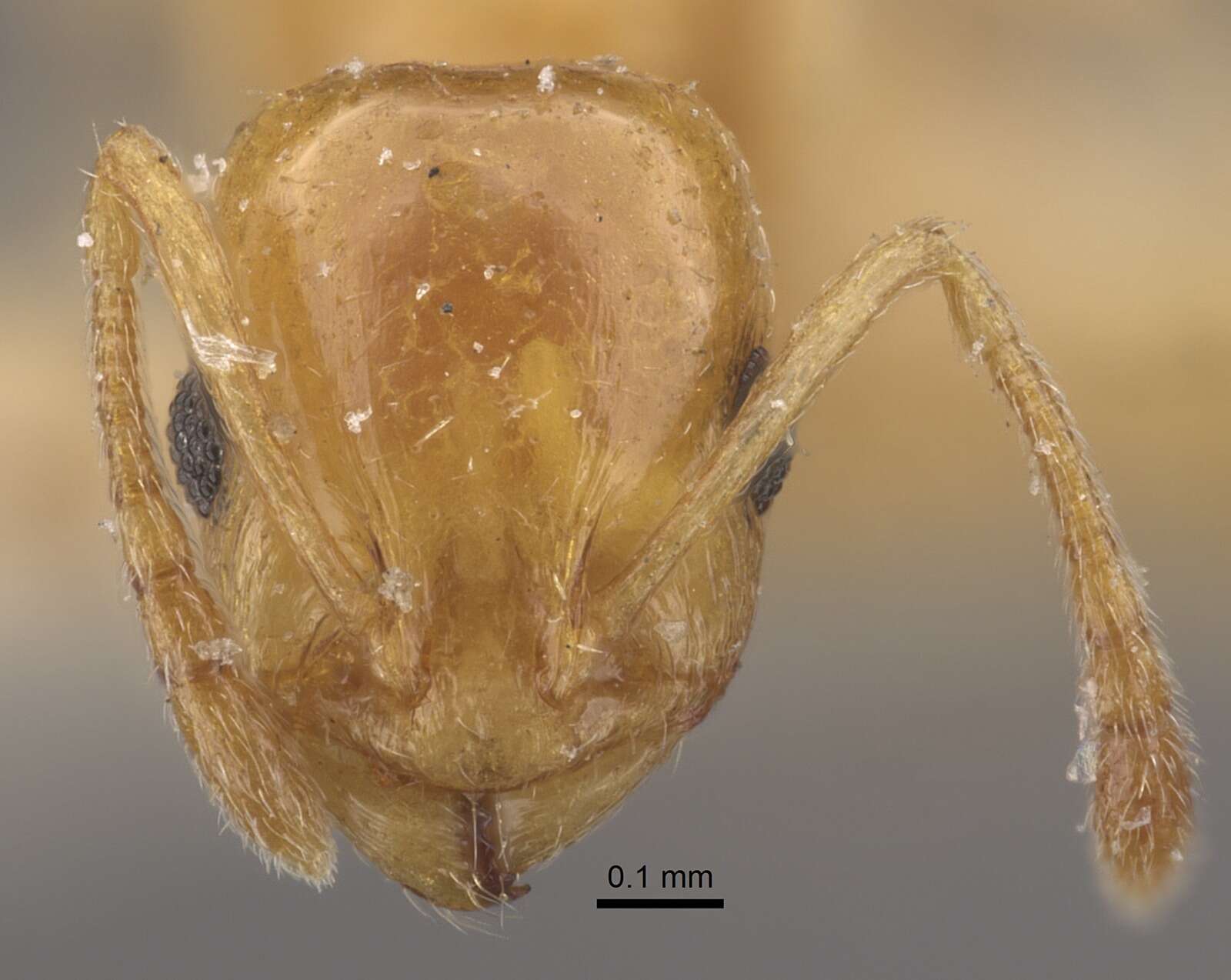 Image de Temnothorax tebessae