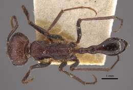 Image of Ocymyrmex fortior Santschi 1911