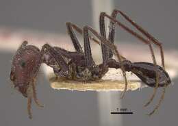 Ocymyrmex fortior Santschi 1911 resmi