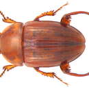 Image of Leiodes cinnamomea (Panzer 1793)