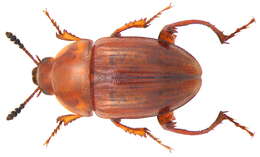 Image of Leiodes cinnamomea (Panzer 1793)