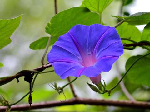 Sivun Ipomoea indica (J. Burman) Merr. kuva