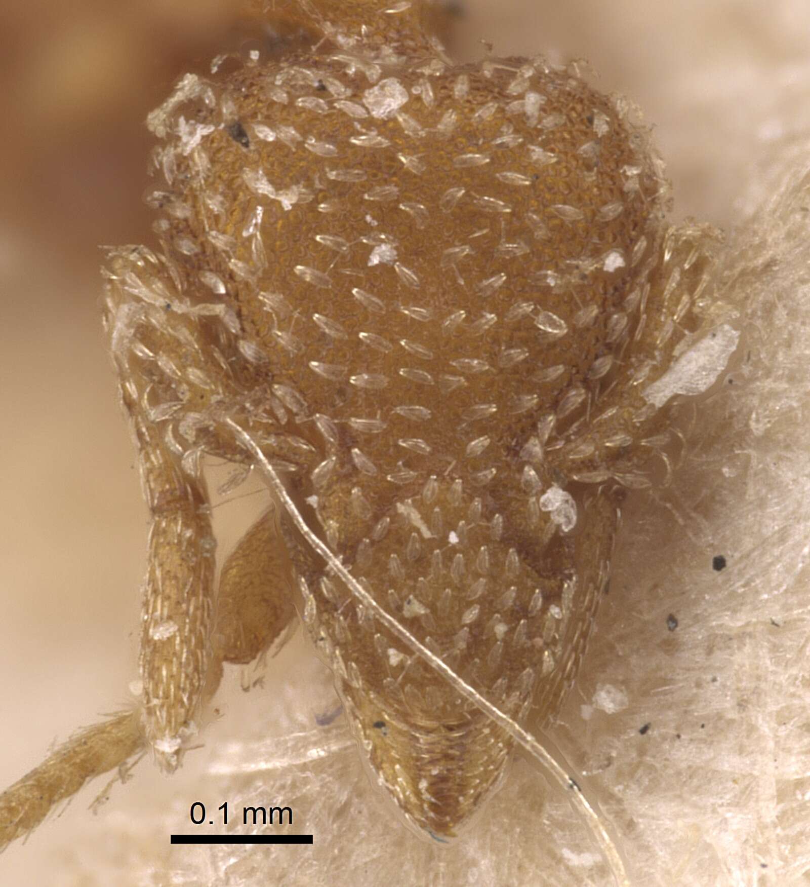 Image of Myrmicinae