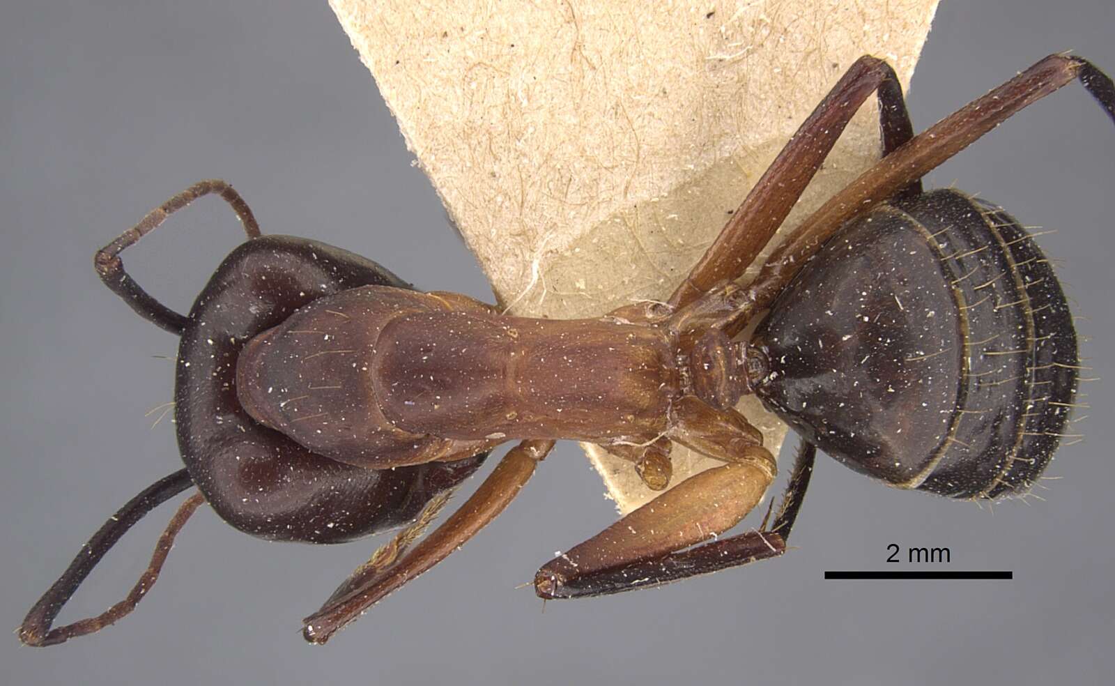 Image of Camponotus erigens Forel 1894