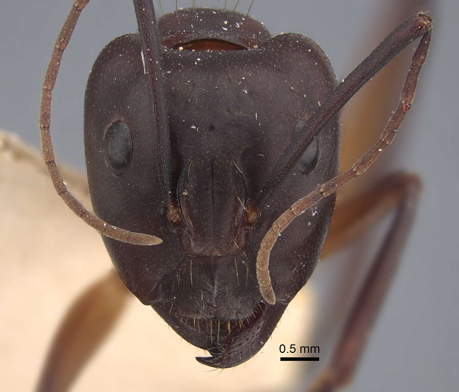 Image of Camponotus erigens Forel 1894