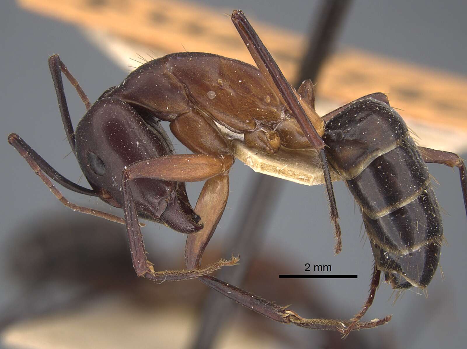 Image of Camponotus erigens Forel 1894