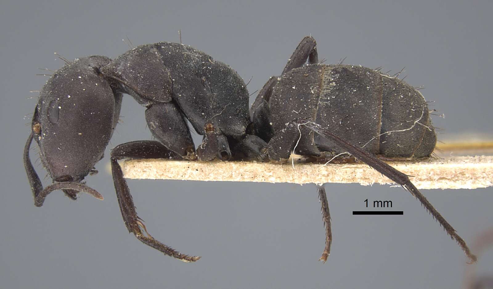 Plancia ëd Camponotus dolendus Forel 1892