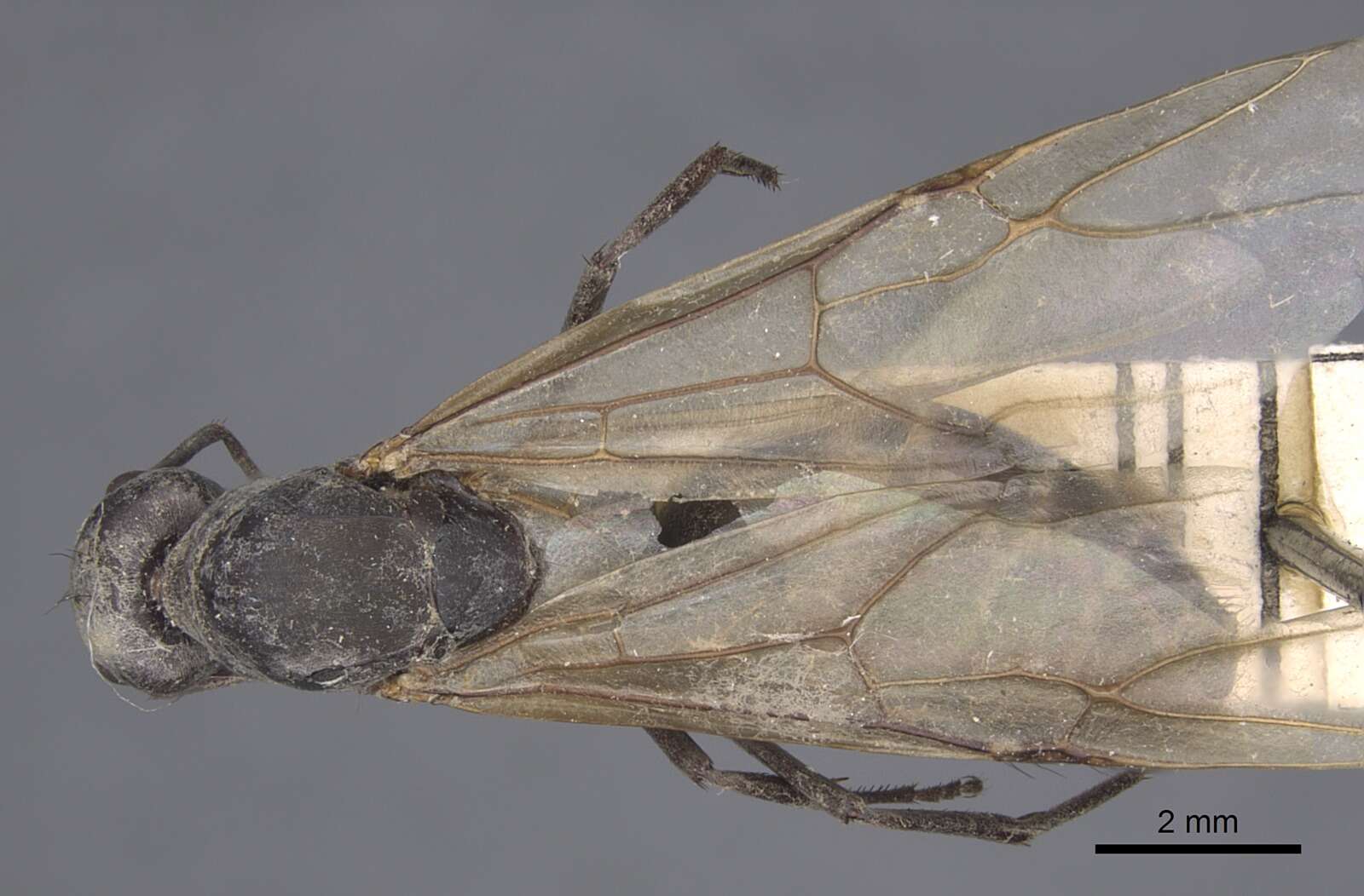 Plancia ëd Camponotus dolendus Forel 1892