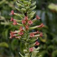 Image of Stachytarpheta longispicata (Pohl) S. Atkins