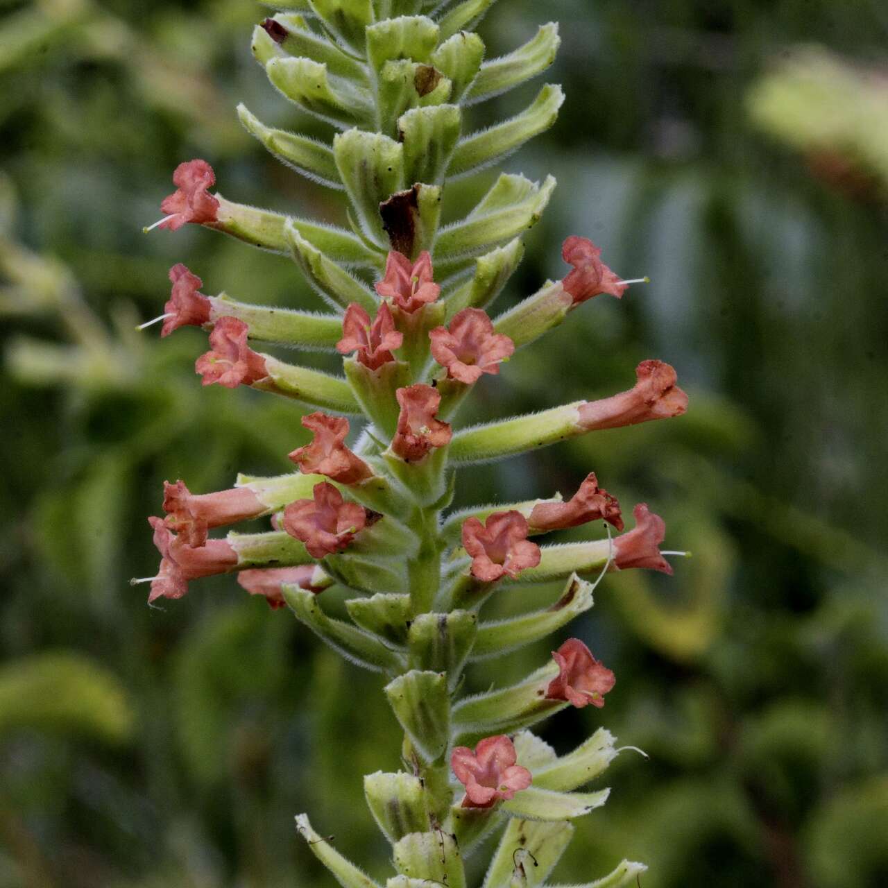 Image of Stachytarpheta longispicata (Pohl) S. Atkins