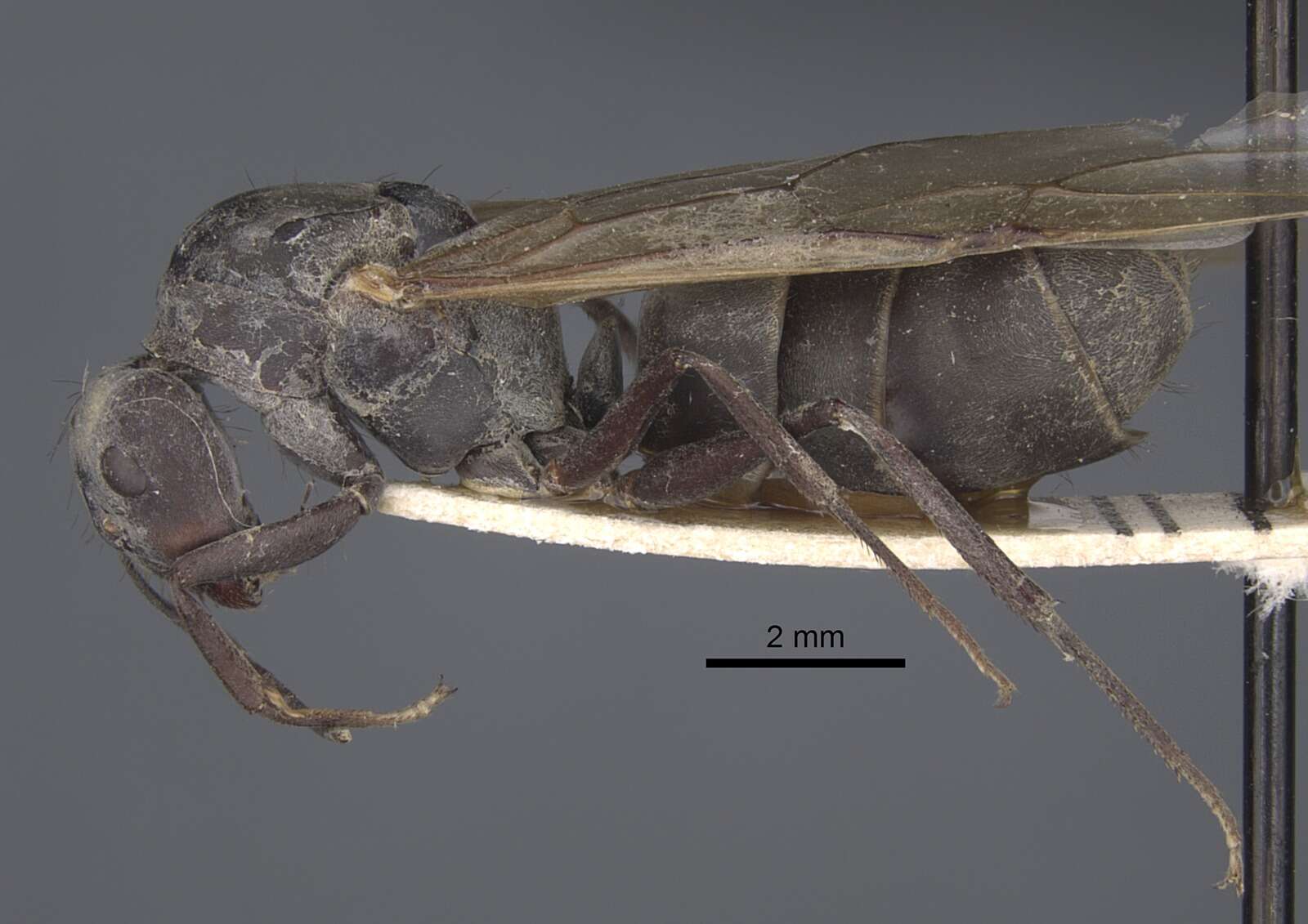 Plancia ëd Camponotus dolendus Forel 1892