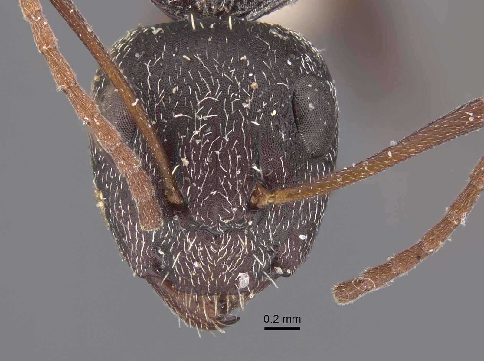 Image of Camponotus auropubens Forel 1894