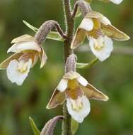 Image of Marsh Helleborine