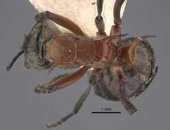 Image de Polyrhachis fervens Smith 1860