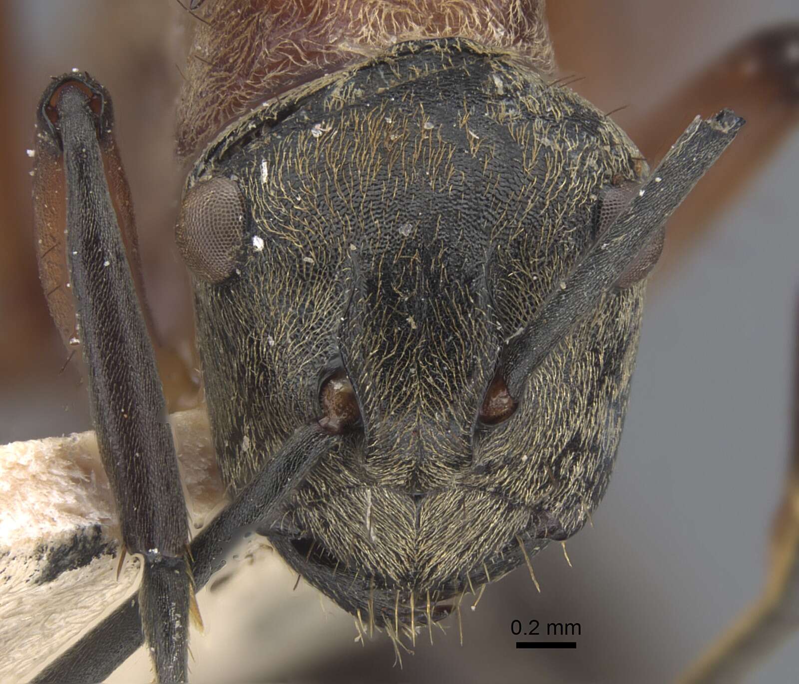 Image de Polyrhachis fervens Smith 1860