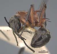 Image de Polyrhachis fervens Smith 1860