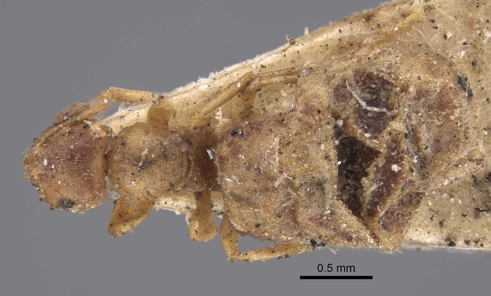 Image of Brachymyrmex giardi Emery 1895