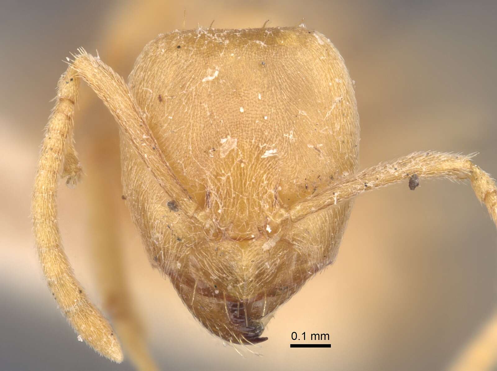 Image of Nylanderia jaegerskioeldi