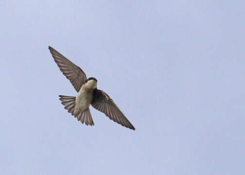 Image of Tachycineta Swallows