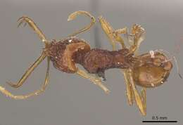 Image of Acanthognathus ocellatus Mayr 1887