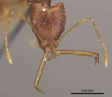 Image of Acanthognathus ocellatus Mayr 1887